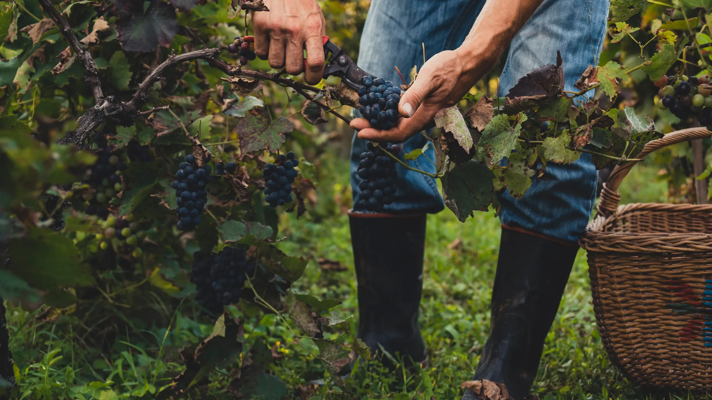 Eine Person, die in einem Weinberg dunkle Trauben erntet, in Jeans und Stiefeln, neben ihr steht ein Korb auf dem Rasen.