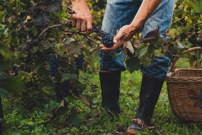 Eine Person, die in einem Weinberg dunkle Trauben erntet, in Jeans und Stiefeln, neben ihr steht ein Korb auf dem Rasen.