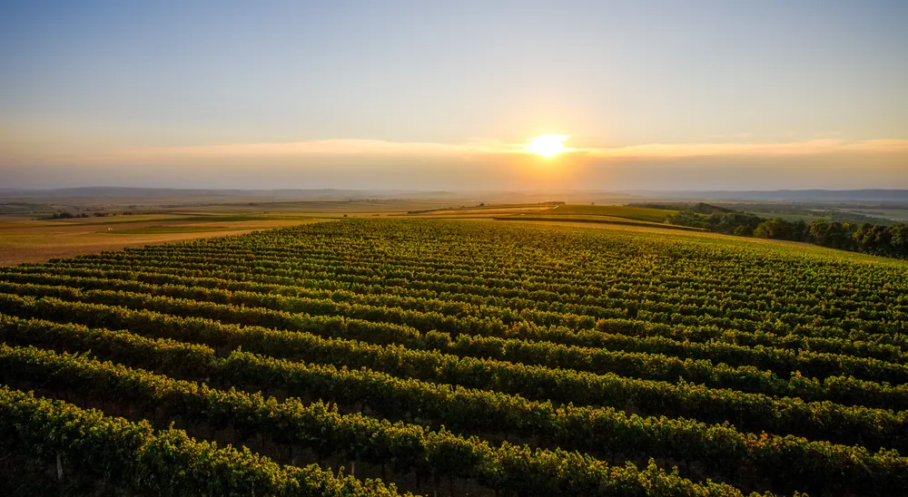 Sonnenuntergang über einem weitläufigen Weinberg in Niederösterreich, dessen Rebreihen sich unter klarem Himmel bis in die Ferne erstrecken.
