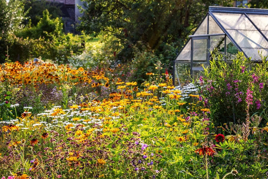 Üppig blühender Garten mit Glashaus im Spätsommer