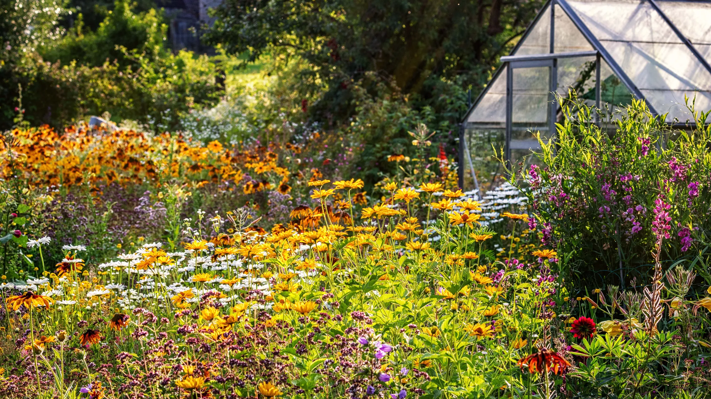 Üppig blühender Garten mit Glashaus im Spätsommer