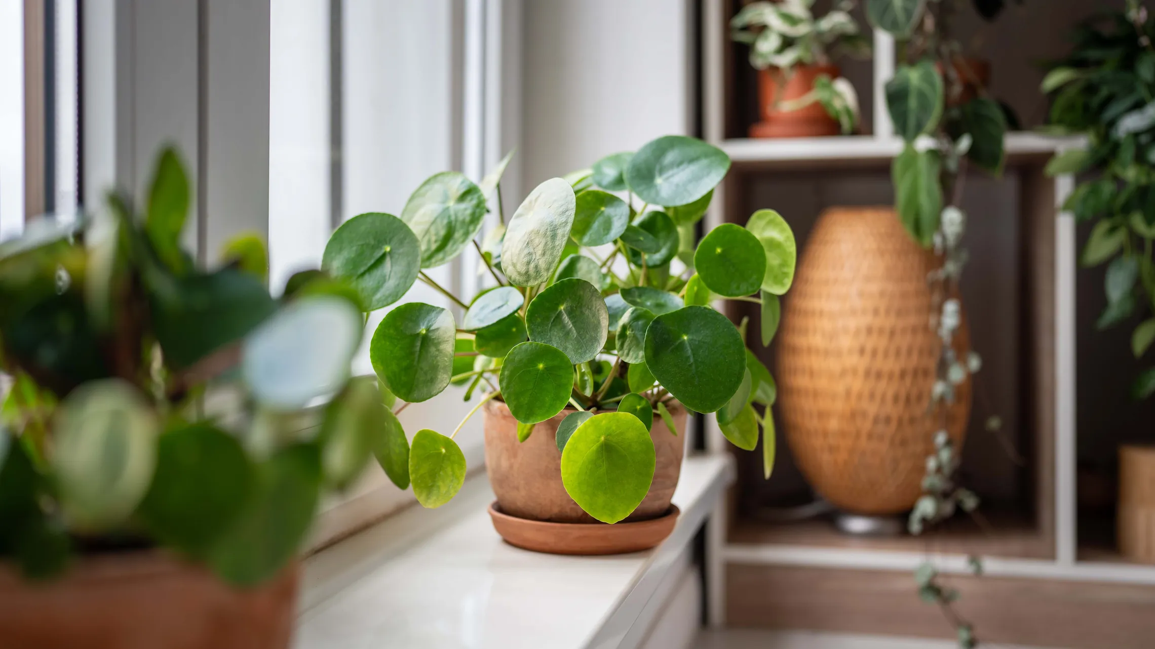 Eine Pilea steht auf einer Fensterbank