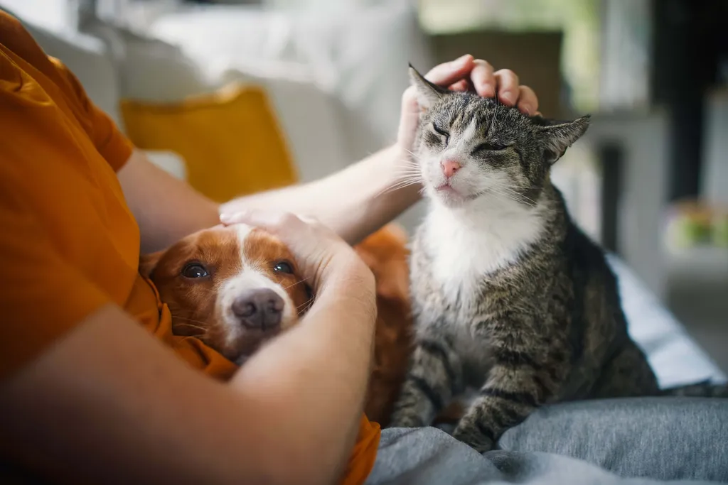 Person streichelt gleichzeitig einen Hund und eine Katze