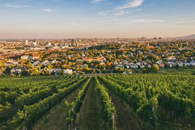 Auf einem Weinberg mit Blick auf Wien