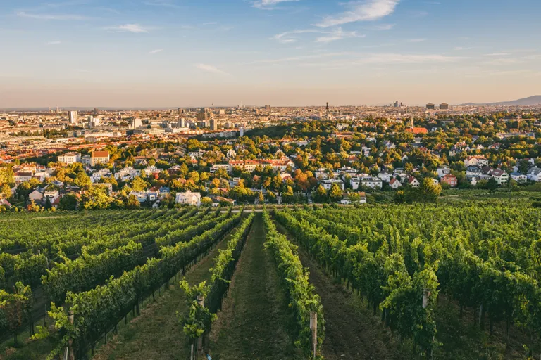 Auf einem Weinberg mit Blick auf Wien