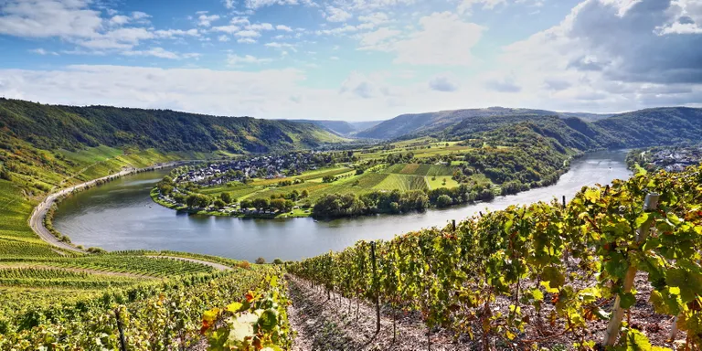 Ein Landschaftsbild der Moselschleife in Deutschland mit Weinbergen im Vordergrund und im Hintergrund eine kleine Stadt und hügelige Landschaft zu sehen.