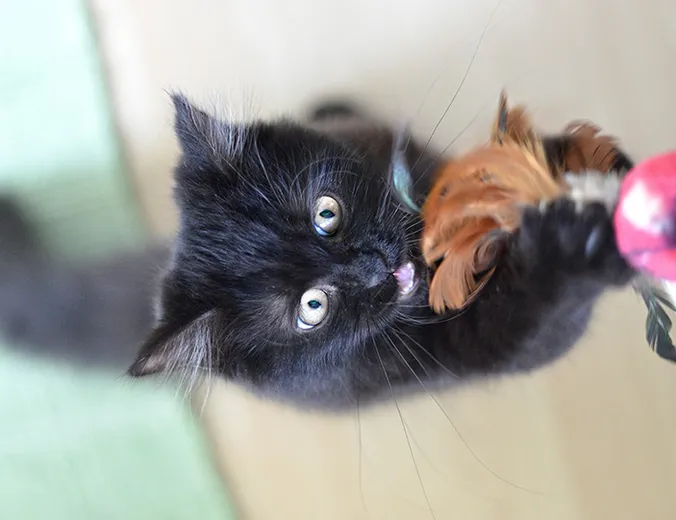 Eine schwarze kleine Katze, die sich gerade ein Tierspielzeug schnappt und dabei in die Kamera sieht.