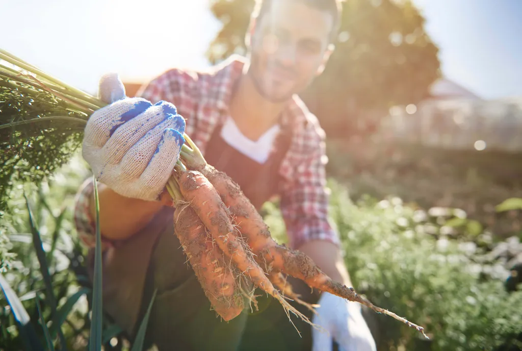 Eine Person mit Gartenhandschuhen hält frisch geerntete, erdebedeckte Karotten in einem sonnendurchfluteten Garten in den Händen.