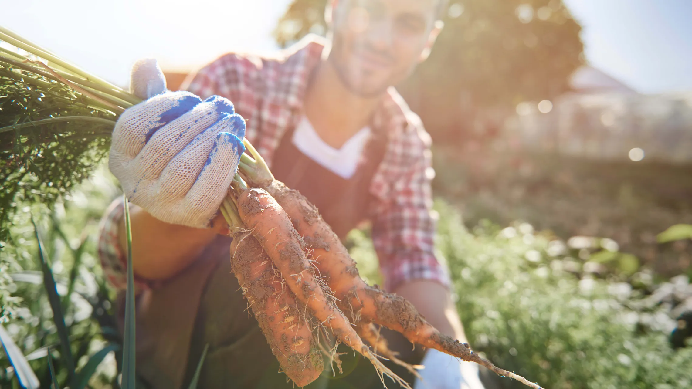 Eine Person mit Gartenhandschuhen hält frisch geerntete, erdebedeckte Karotten in einem sonnendurchfluteten Garten in den Händen.