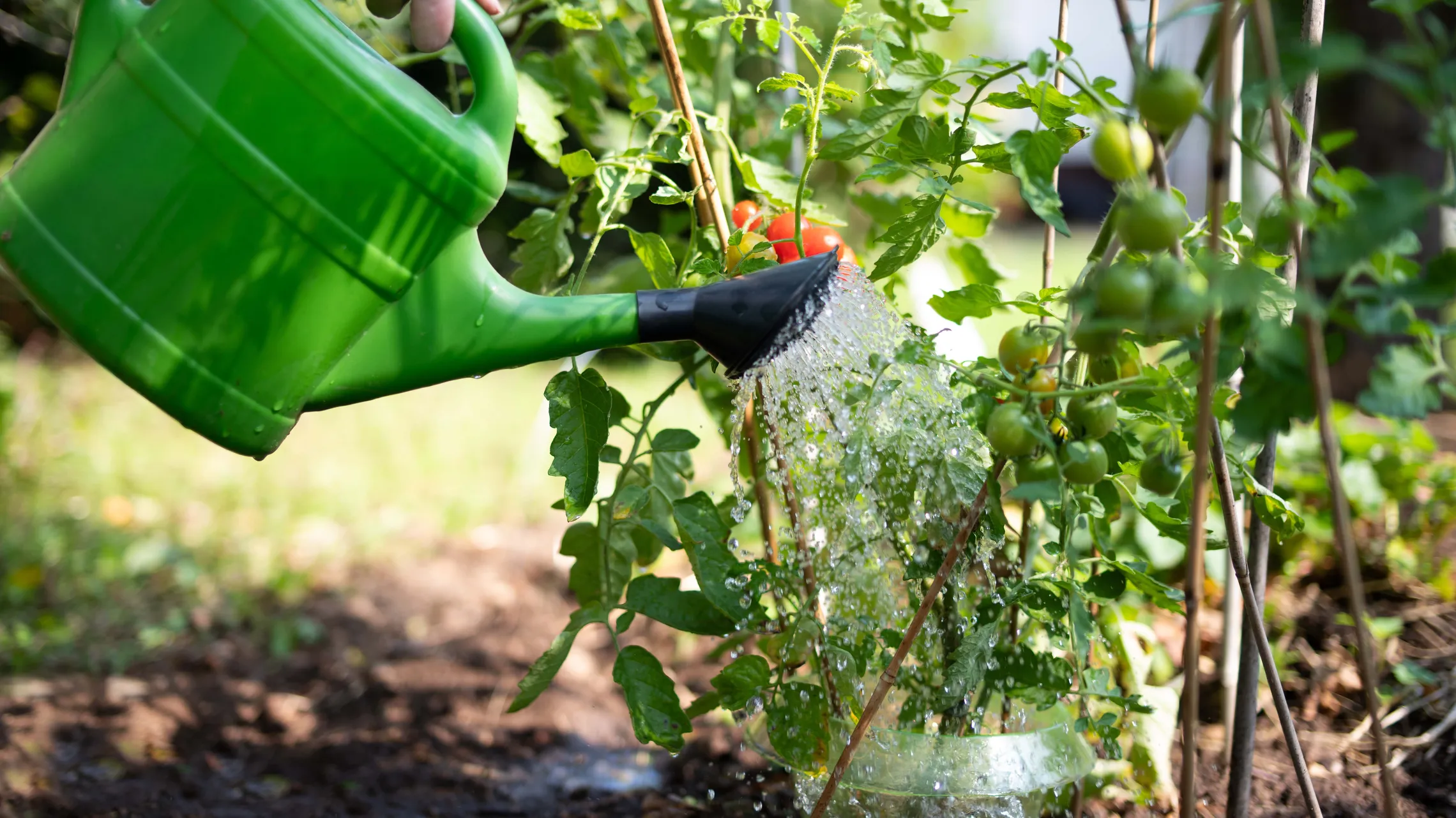 Eine Hand gießt die Tomatenpflanzen mit einer grünen Gießkanne; die Wassertropfen glitzern im Sonnenlicht und bringen die gesunden grünen Blätter und die reifenden Tomaten besonders gut zur Geltung.