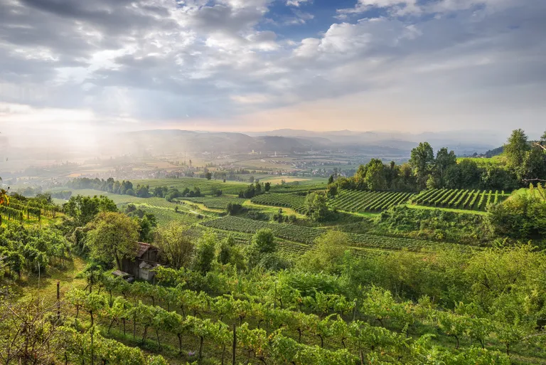 Weinlandschaft Traisental