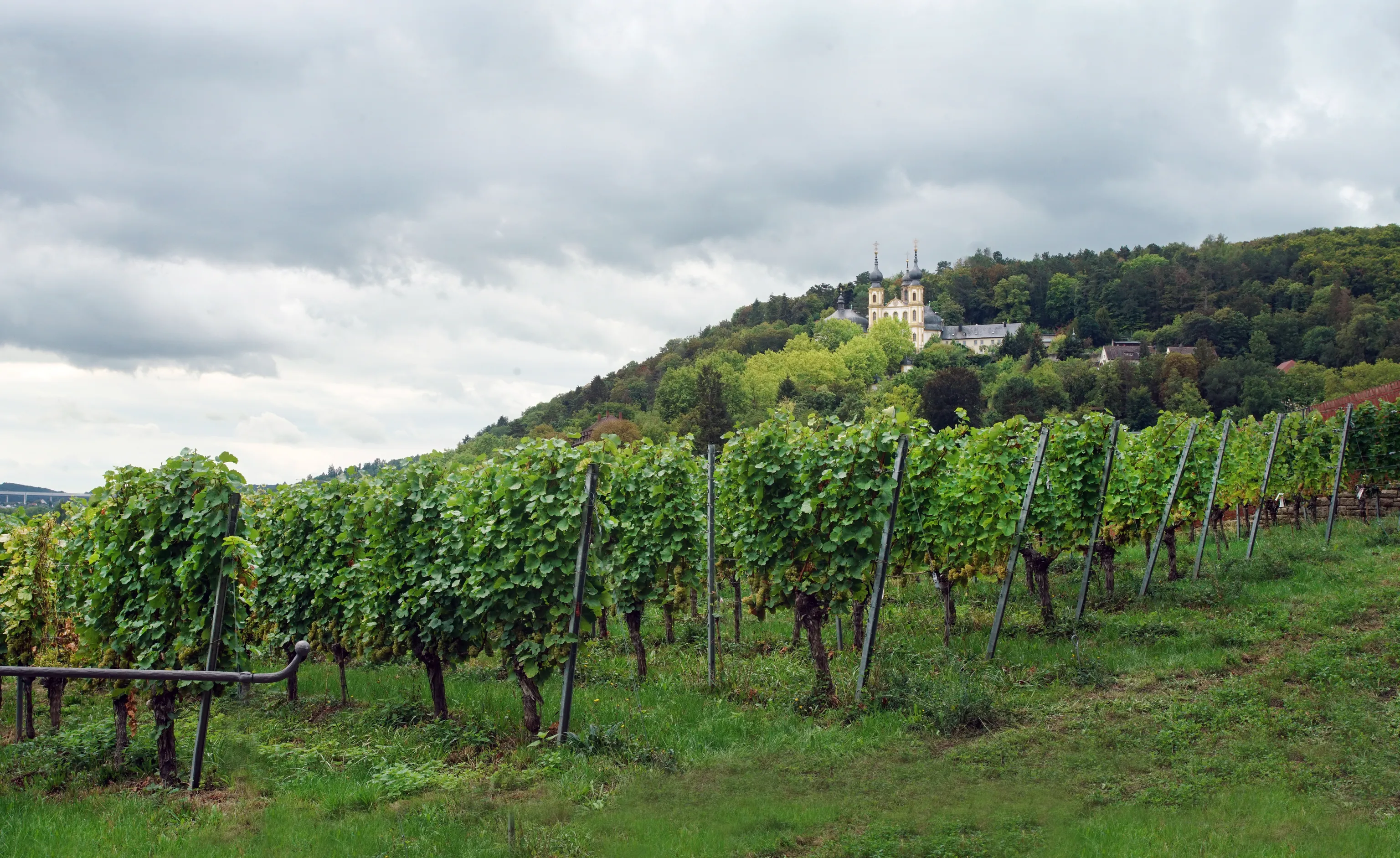 Riesling-Weinberg in Würzburg