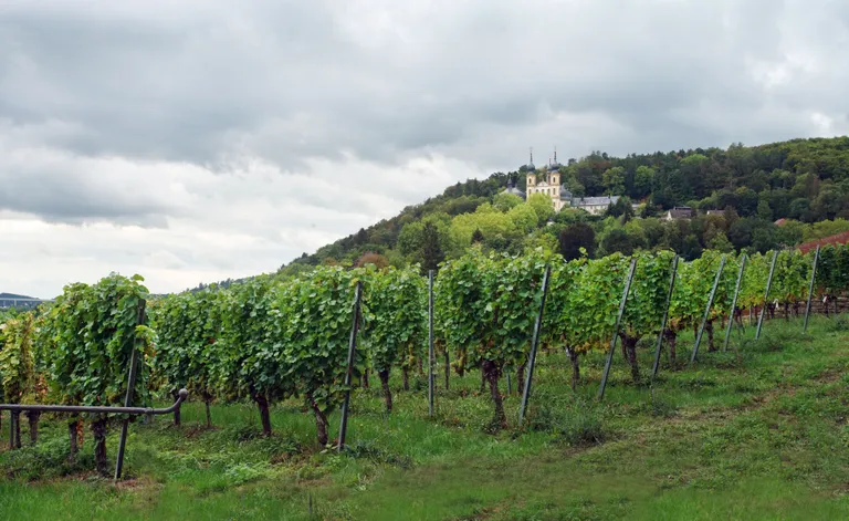 Riesling-Weinberg in Würzburg