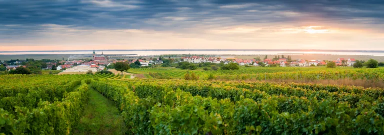 Unter einem teilweise bewölkten Himmel erstrecken sich die burgenländischen Weinbergreihen in Richtung einer kleinen Stadt, hinter der sich ein See und der Sonnenuntergang abzeichnen.