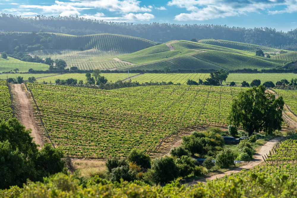 Weinbaugebiet in Chile