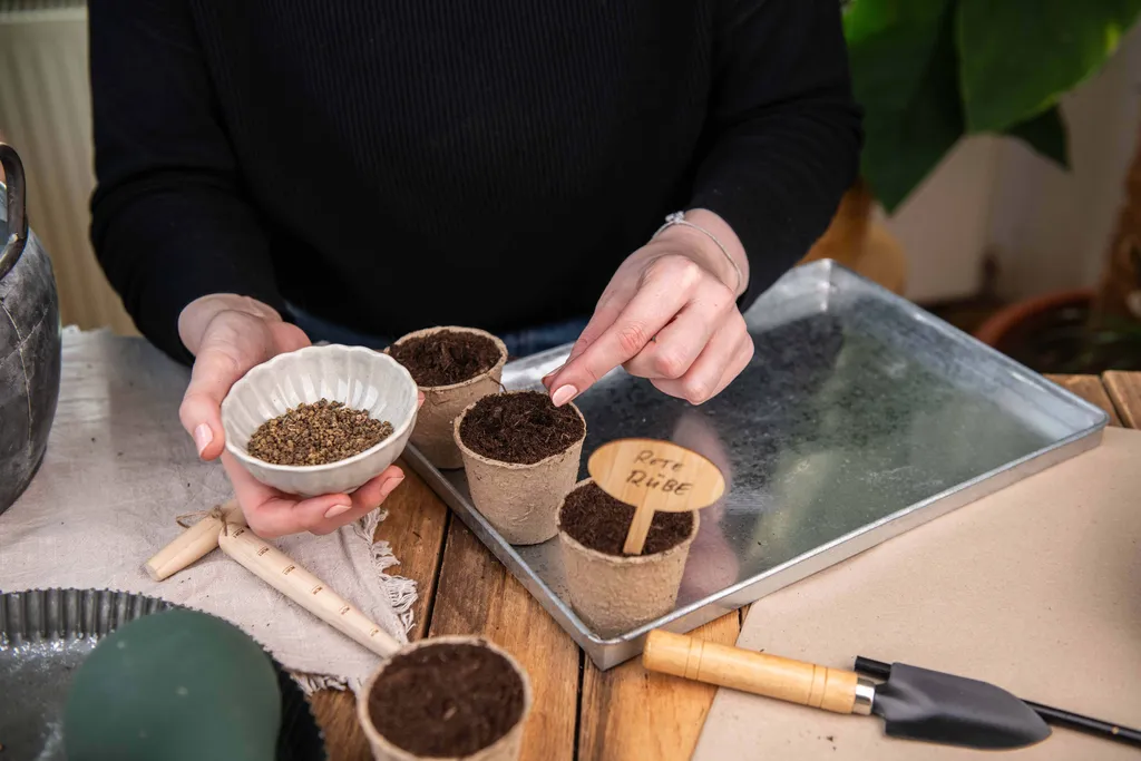 Eine Person sät Samen in kleine Töpfe, wobei sie eine Schale mit Samen und eine kleine Gartenschaufel verwendet. Auf einem Etikett aus Holz in einem der Töpfe steht „Rote Rübe“.