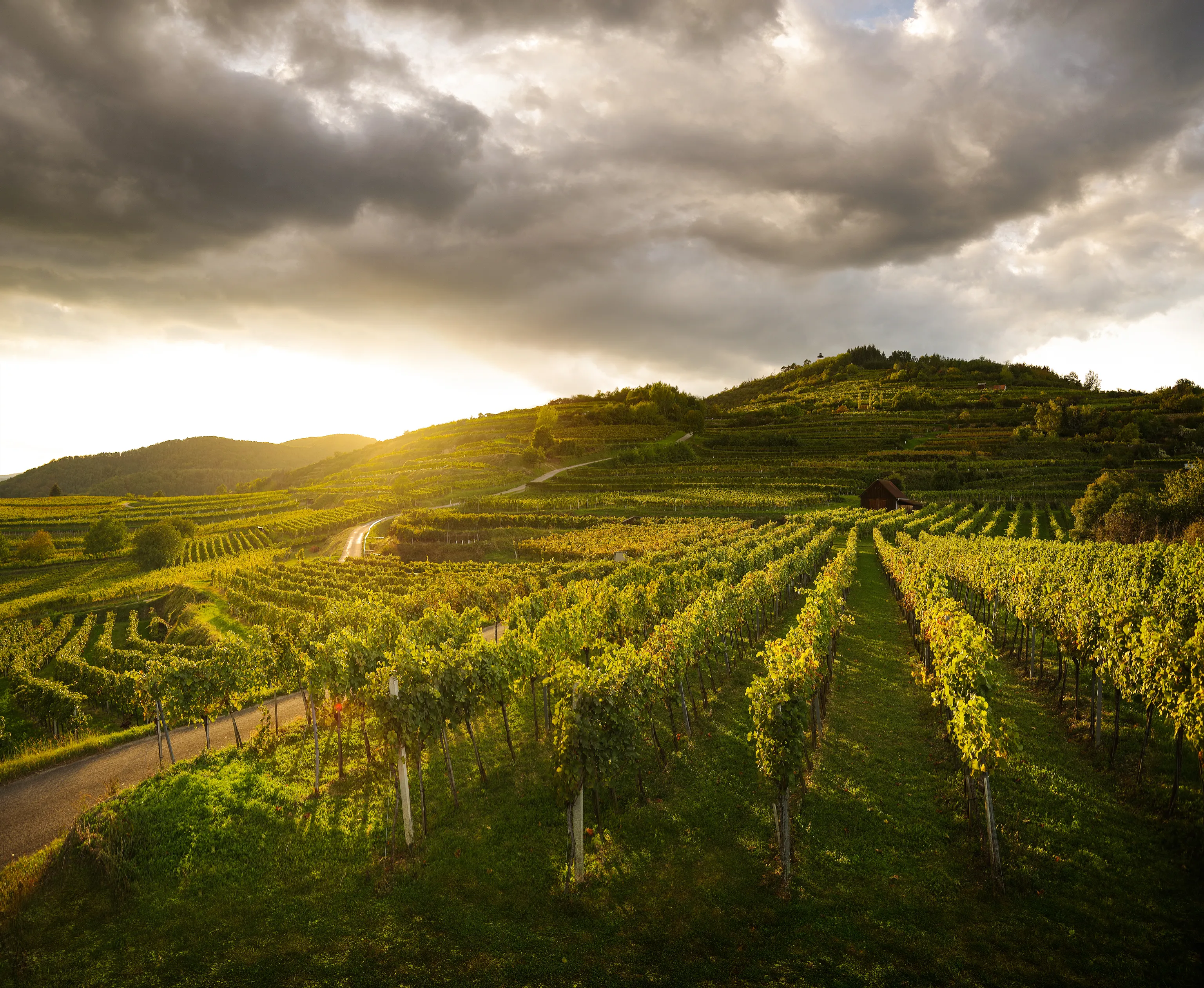 Weinlandschaft in Kremstal