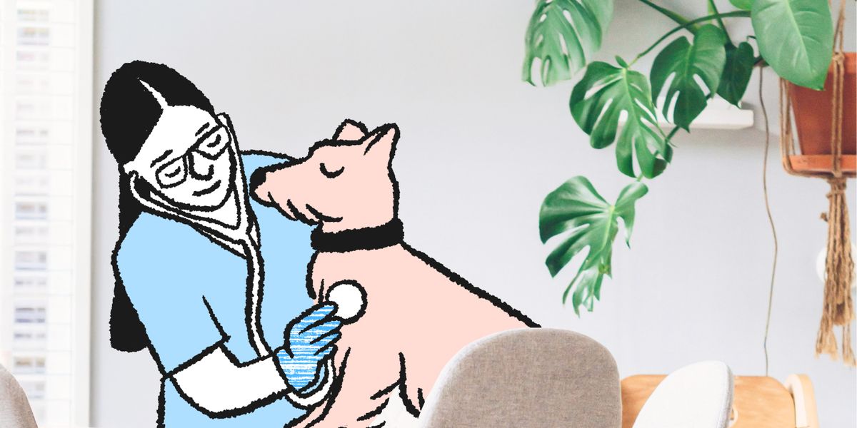 Vétérinaire Pacha qui examine un chien à domicile