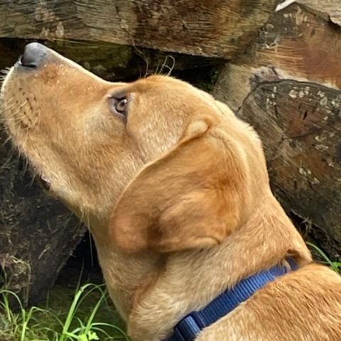 Bürohund Götz