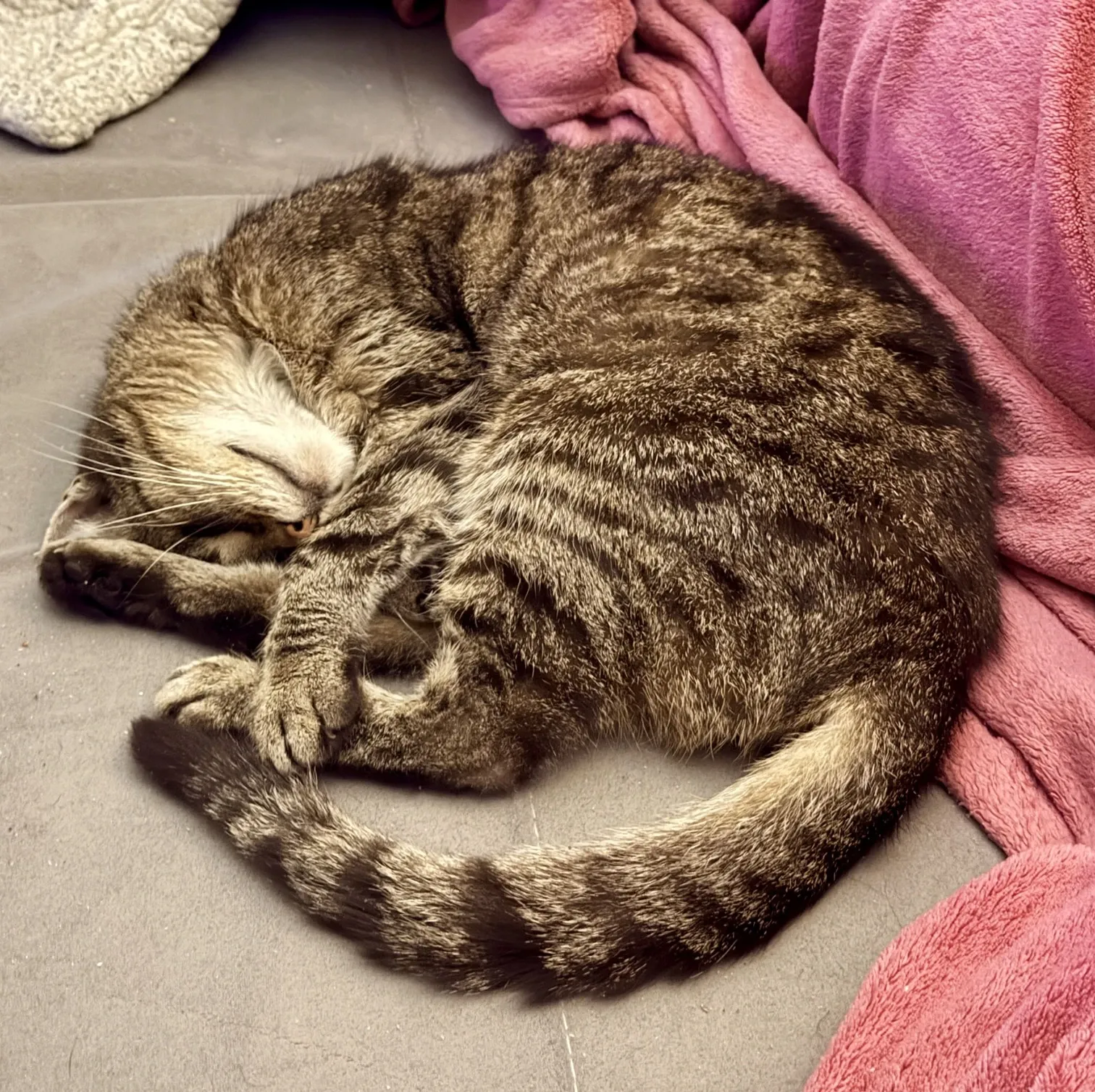 BarmeniaGothaer Würselen Patrick Cauberg - Herr Katze