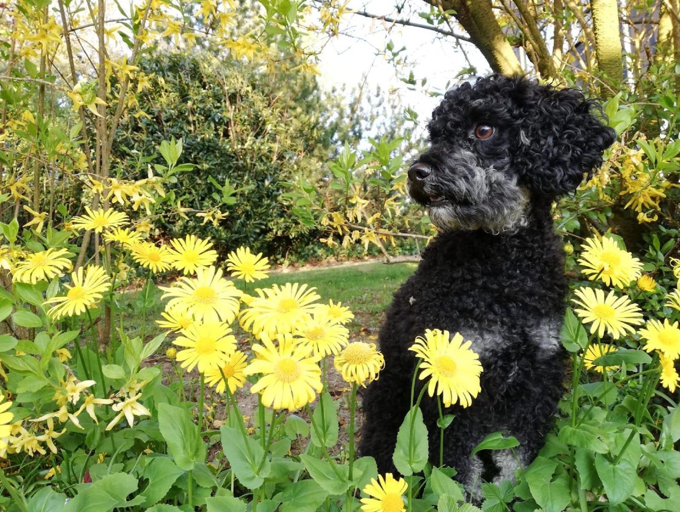 Schwarzer Hund mit lockigem Fell sitzt inmitten von gelben Blumen in einem Garten. Im Hintergrund sind grüne Büsche und Bäume zu sehen. - Naja Piechaczek, BarmeniaGothaer Wuppertal