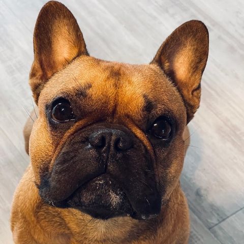 Mein Hund Yoda