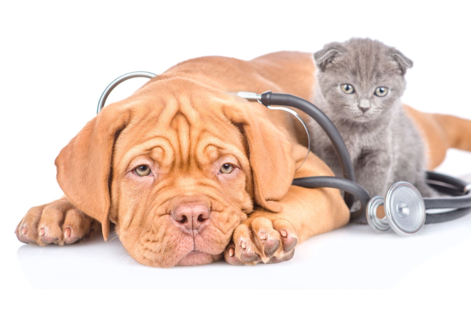 "Einfach tierischWenn Sie Ihren Hund oder Ihre Katze rundum gut versichern möchten - Grit Kaap, BarmeniaGothaer Cloppenburg