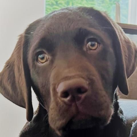 Bruno 