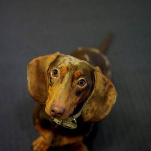 Pablo 