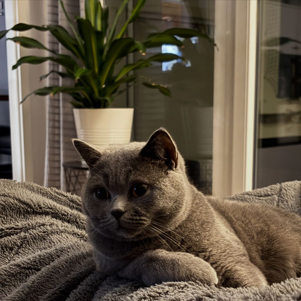 Floki 