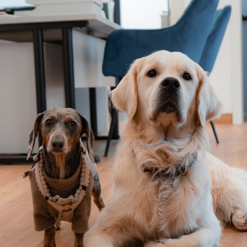 Daisy und Otis 