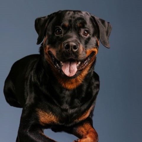 Otto 