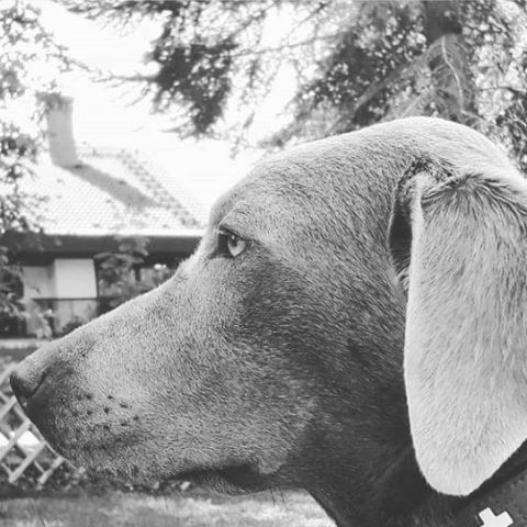 Henry 