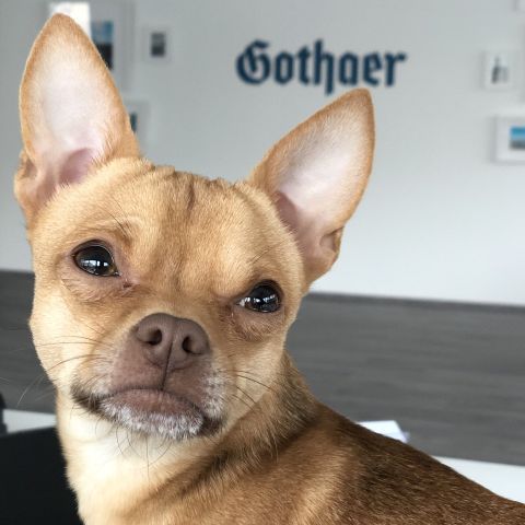 Chico 