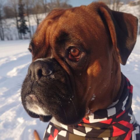 Toni Bürohund