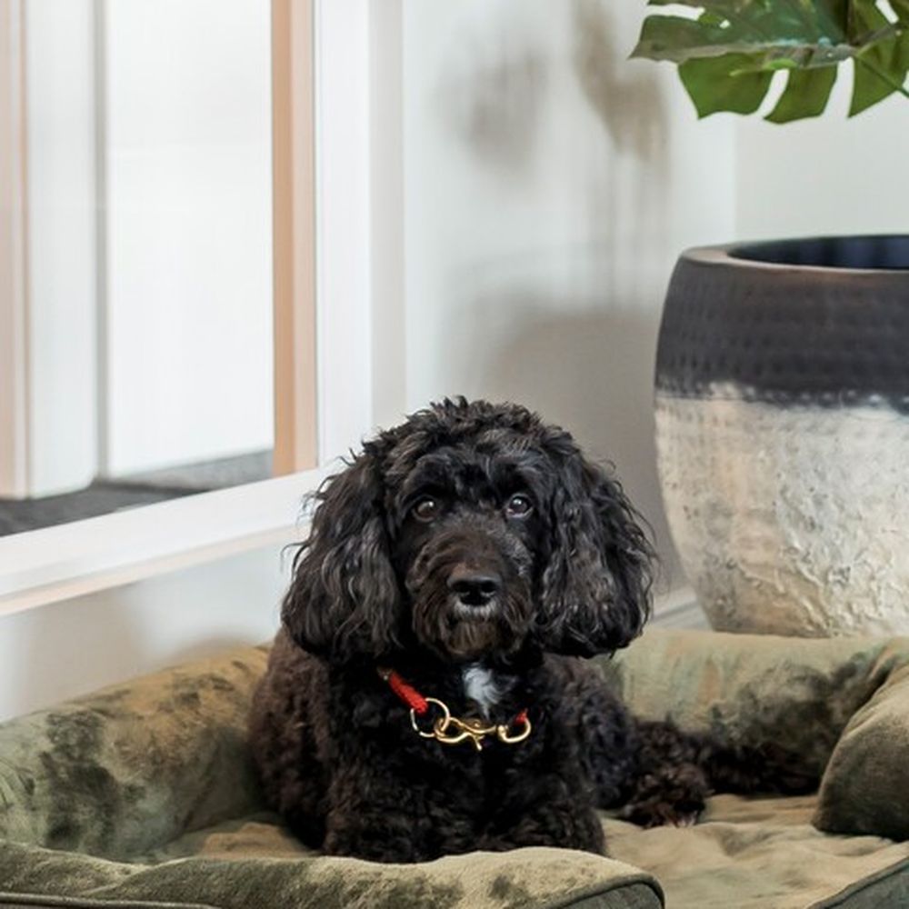 Bürohund Hugo