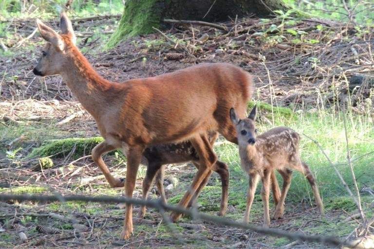 Ein Reh steht im Wald mit zwei Kitz an ihrer Seite, umgeben von Bäumen und grünem Bodenbewuchs.