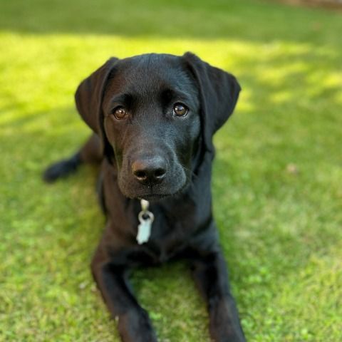 Pablo 