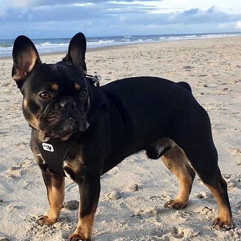 Carlo 