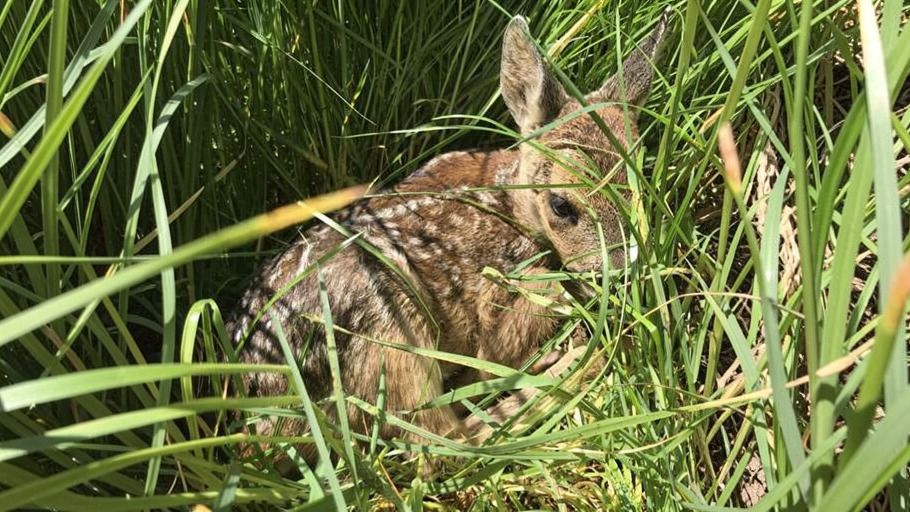 Ein Rehkitz versteckt sich im hohen Gras, seine Ohren und sein braunes Fell mit weißen Tupfen sind sichtbar.