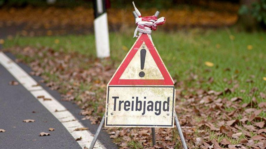 Warnschild „Treibjagd“ am Straßenrand, umgeben von Herbstlaub und Gras.