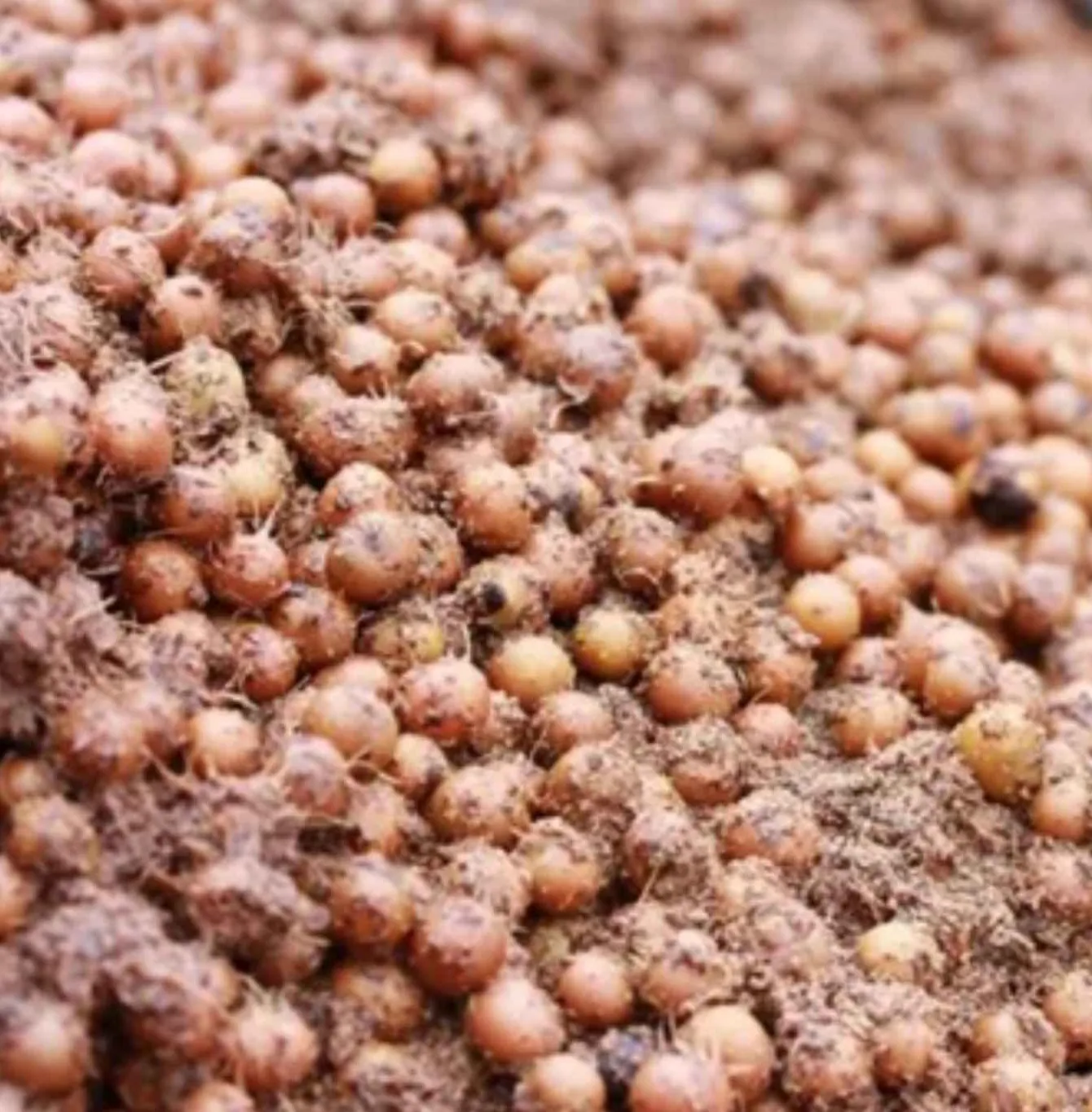 A pile of small, brown, dirt-covered round vegetables, possibly onions or tubers, closely packed together.
