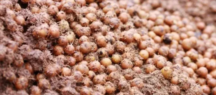 A pile of small, brown, dirt-covered round vegetables, possibly onions or tubers, closely packed together.