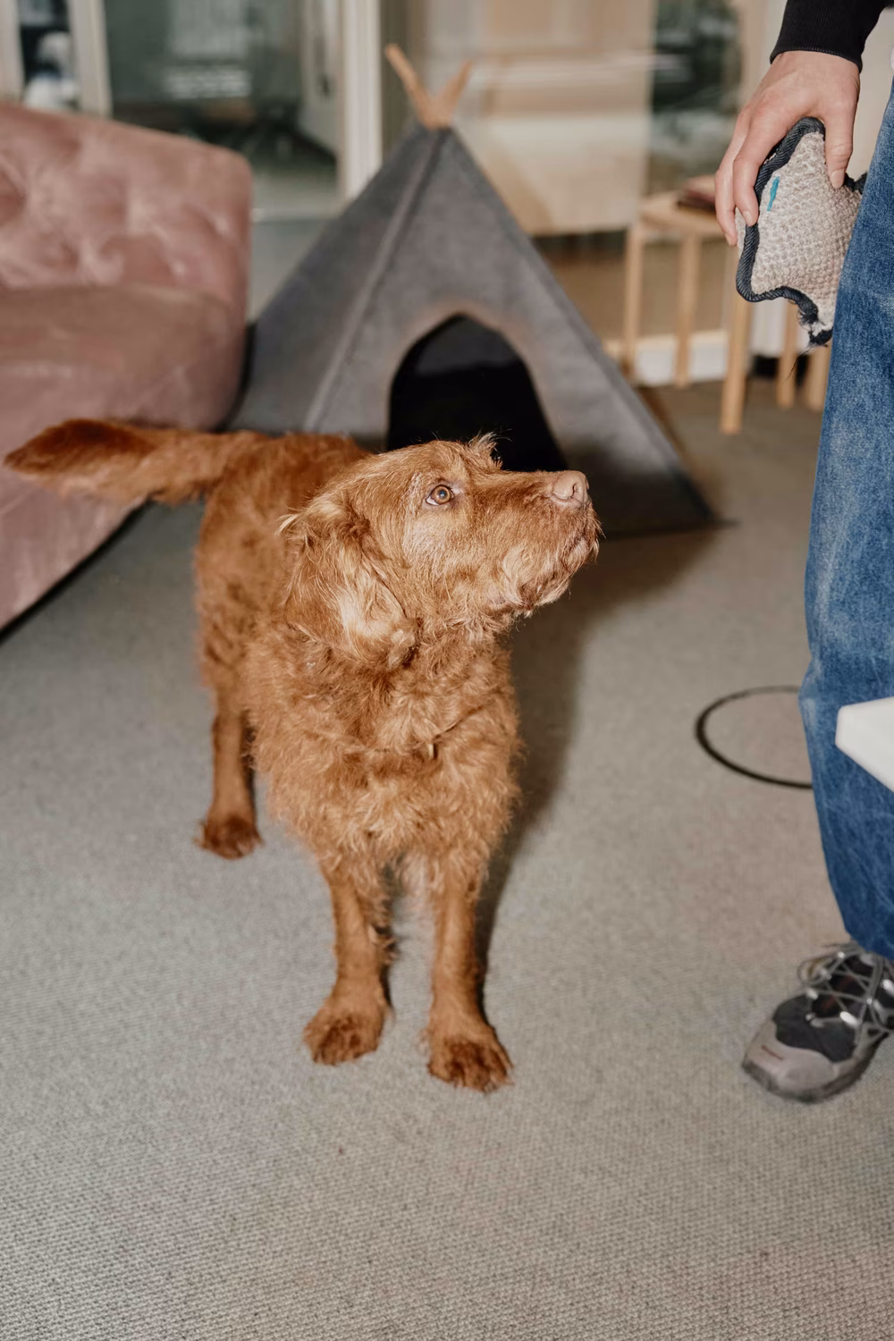Brown dog looking up at a person holding a chew toy, with a gray pet teepee in the background.