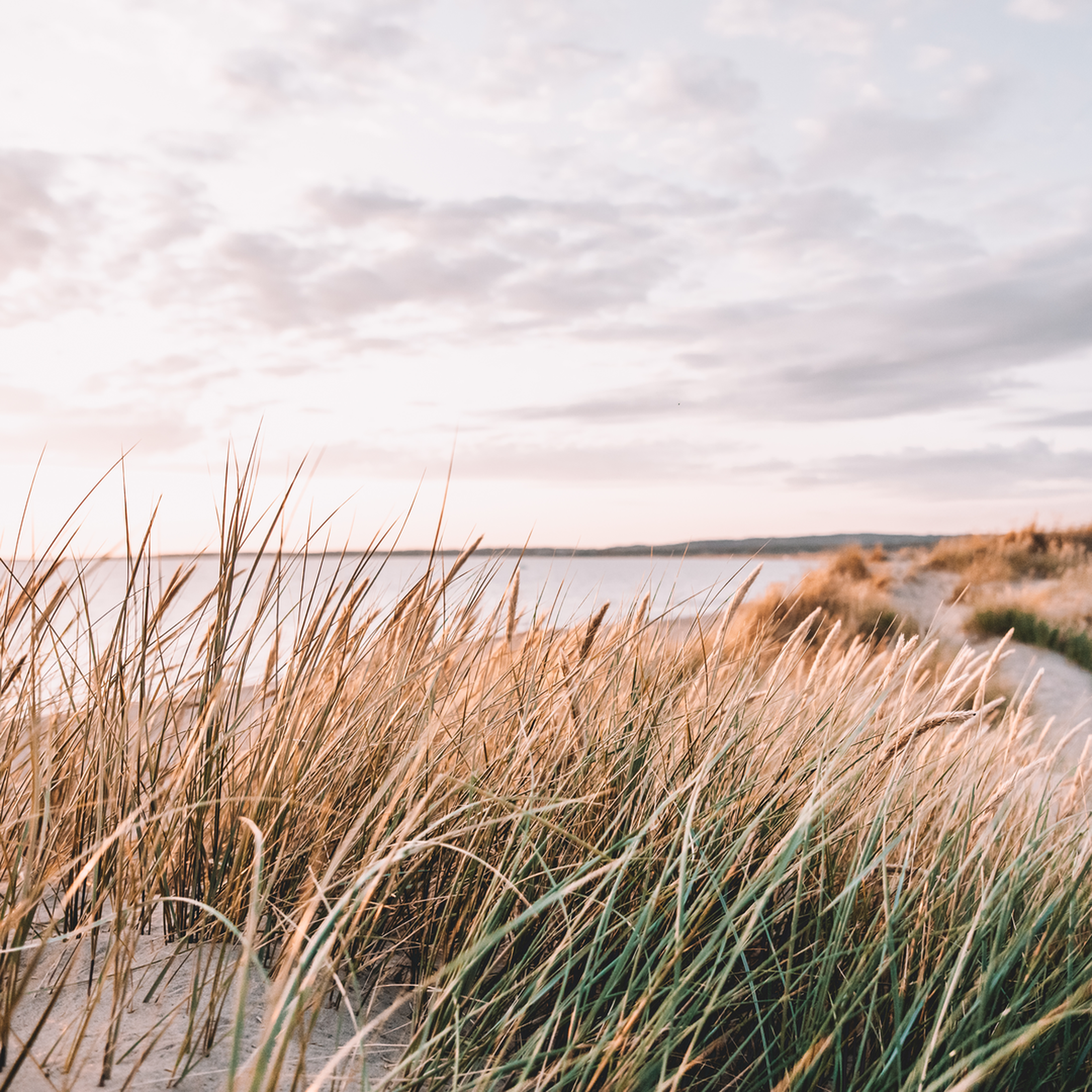Strandgräs på sanddyner intill havet under en mjuk och molnig himmel