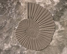 Fossil anemone