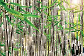 Bamboo