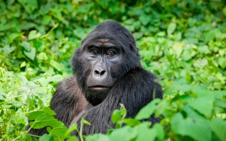 Uganda
