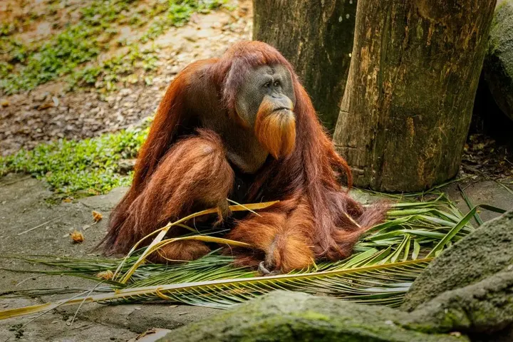 Indonesia Salvaje