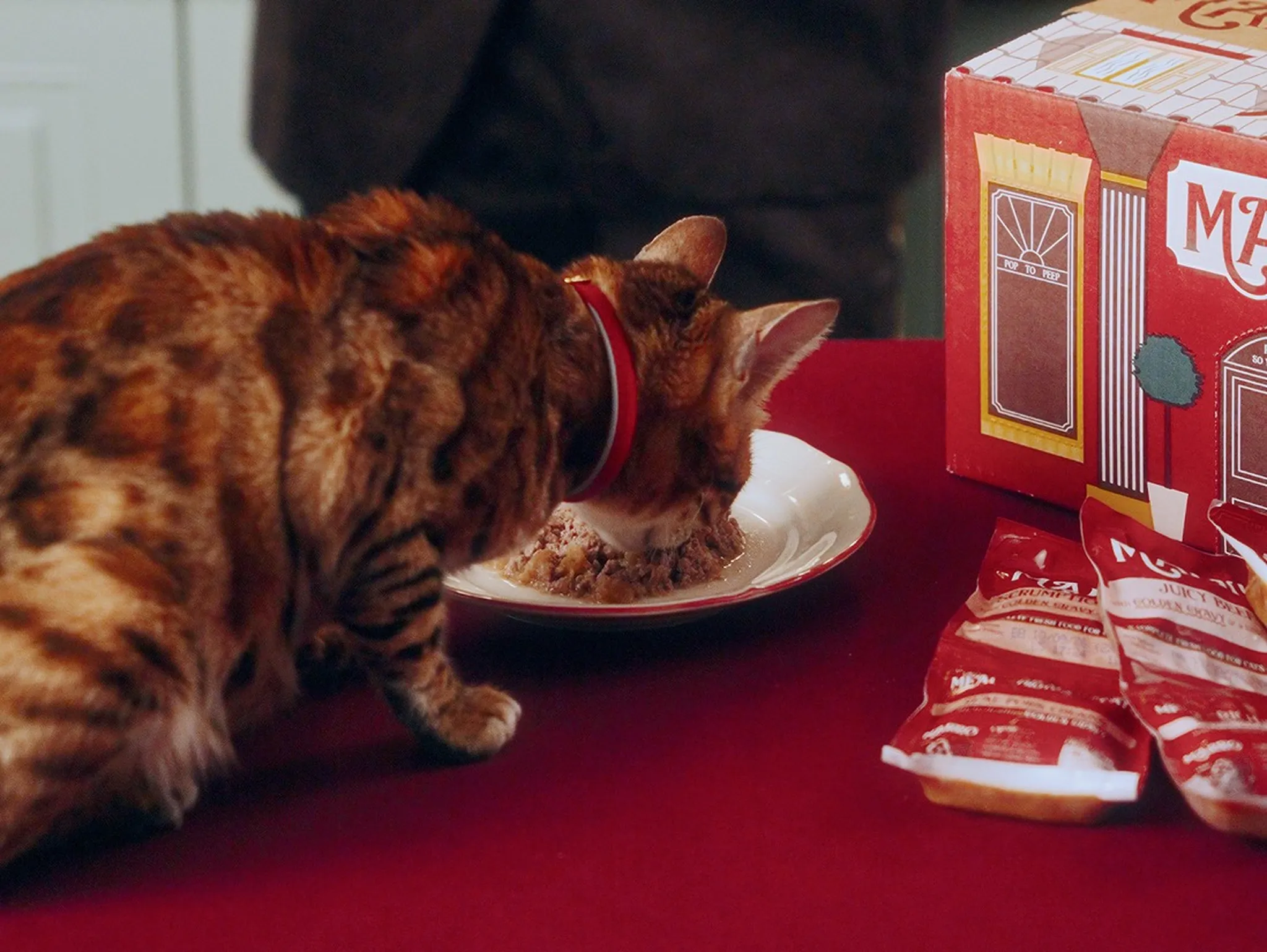 Bengal cat with a red collar eating from a plate on a red tablecloth, next to a Marro box and food pouches.